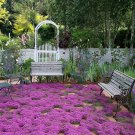 100 Creeping Thyme Magic Carpet Seeds Garden Fresh Seeds