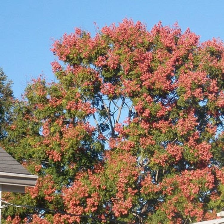 15 Chinese Flame Tree Seeds Garden Fresh Seeds