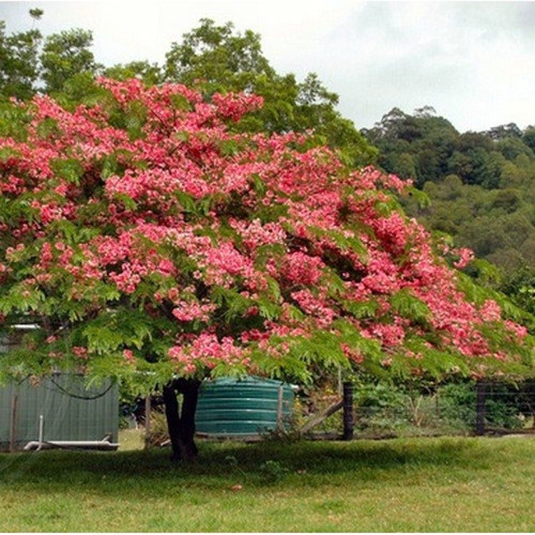 25 Apple Blossom Cassia Tree Seeds Garden Fresh Seeds