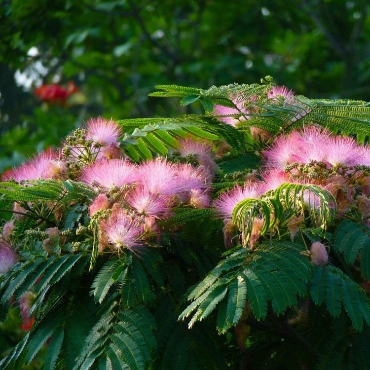 15 Persian Silk Tree Seeds Garden Fresh Seeds