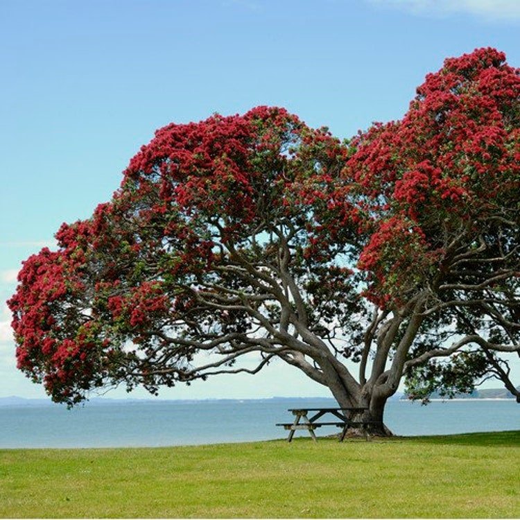 20 New Zealand Christmas Tree Seeds Garden Fresh Seeds