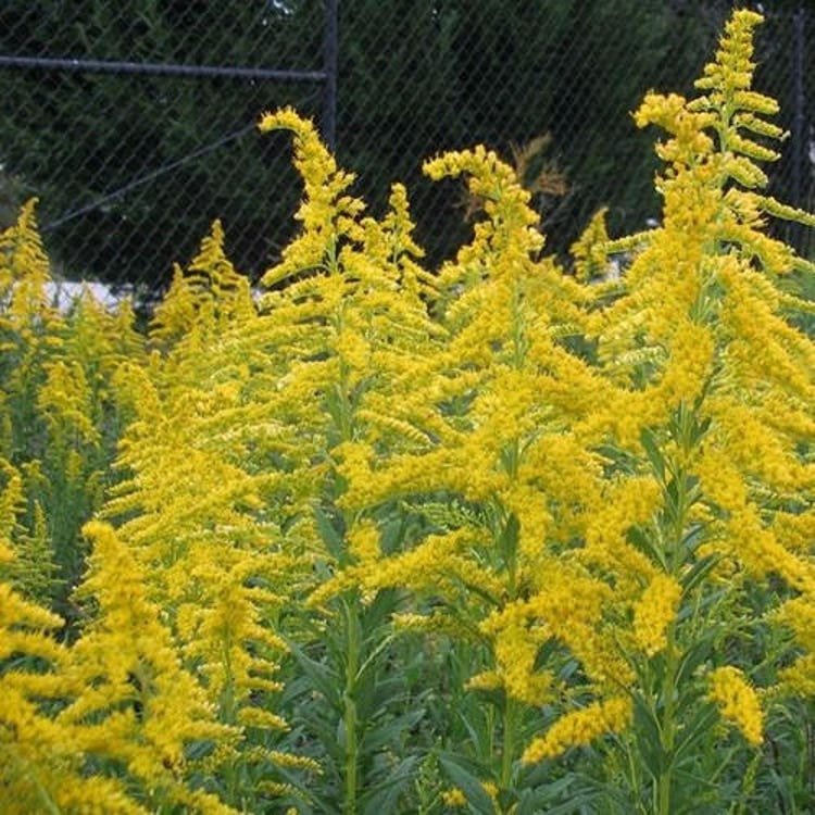 100 Goldenrod Wildflower Seeds Garden Fresh Seeds