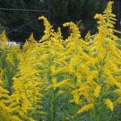 100 Goldenrod Wildflower Seeds Garden Fresh Seeds