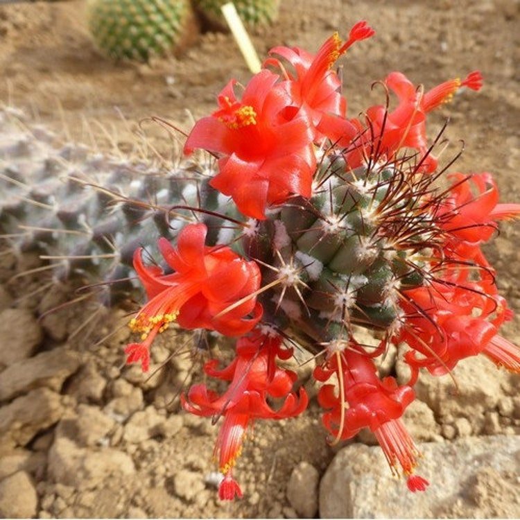 20 Red Flowered Pincushion Cactus Seeds Garden Fresh Seeds