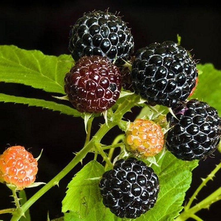 25 Black Raspberry Bush Seeds Garden Fresh Seeds