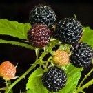 25 Black Raspberry Bush Seeds Garden Fresh Seeds