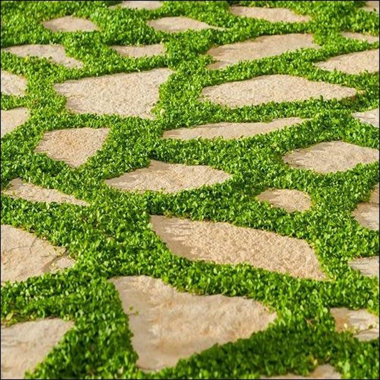 7g Dichondra Ground Cover Seeds Garden Fresh Seeds