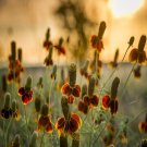 200 Ratibida Mexican Hat Flower Seeds Garden Fresh Seeds