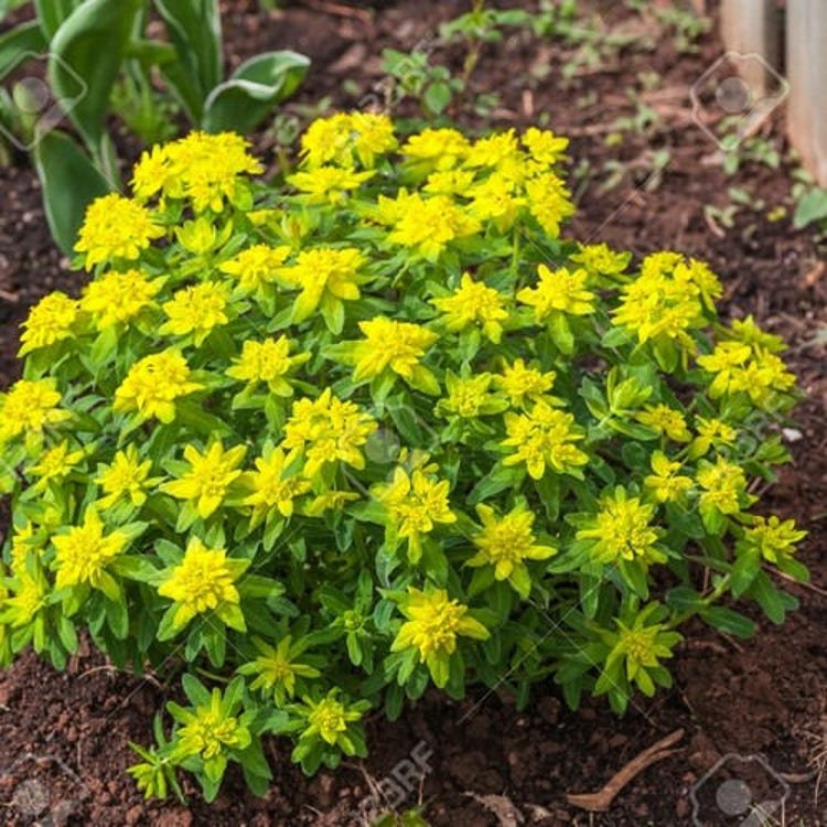 15 Cushion Spurge Flower Seeds Garden Fresh Seeds