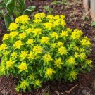 15 Cushion Spurge Flower Seeds Garden Fresh Seeds