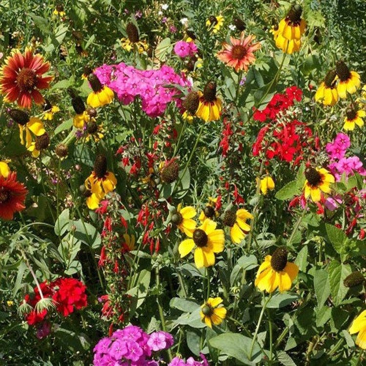 7g Wildflower Southwest Mix Seeds Garden Fresh Seeds