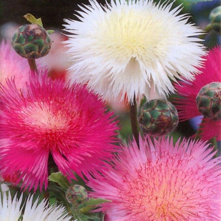 100 Sweet Sultan Imperialis Mix Flower Seeds Garden Fresh Seeds
