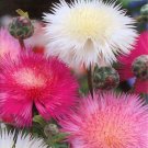 100 Sweet Sultan Imperialis Mix Flower Seeds Garden Fresh Seeds