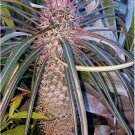 10 Tin Woodsman Palm Tree Seeds Garden Fresh Seeds