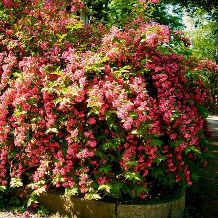 40 Old Fashioned Weigela Bush Seeds Garden Fresh Seeds