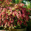 40 Old Fashioned Weigela Bush Seeds Garden Fresh Seeds