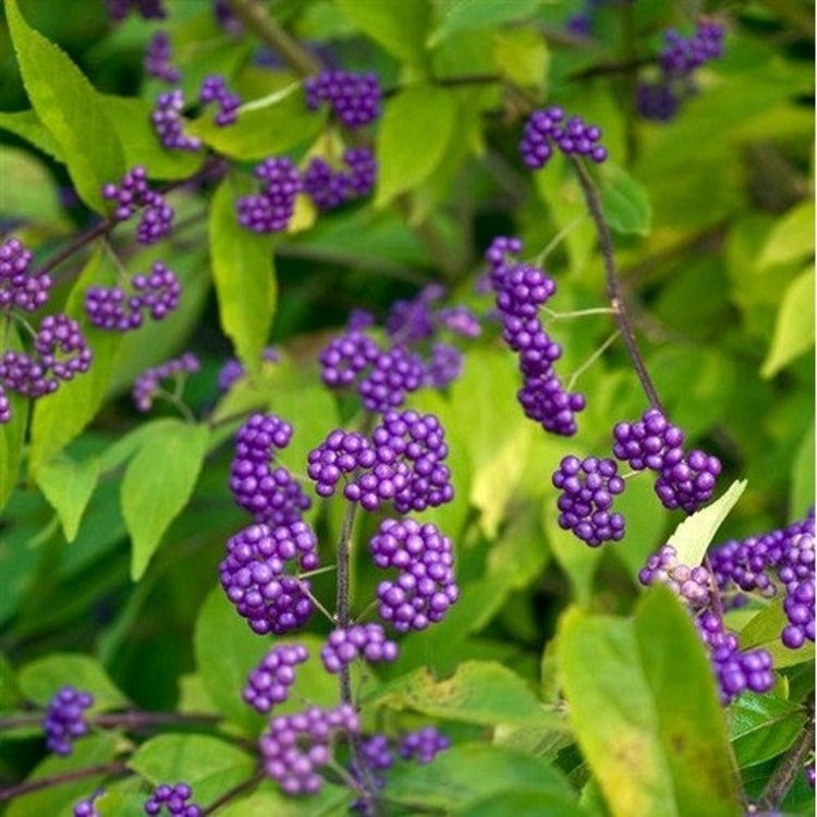 25 Purple Beautyberry Bush Seeds Garden Fresh Seeds