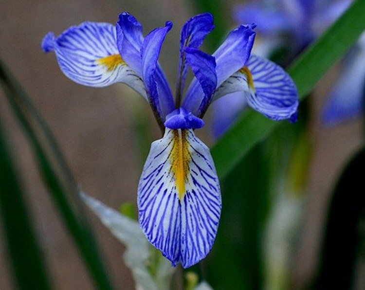 50 Wild Blue Iris Flower Seeds Garden Fresh Seeds