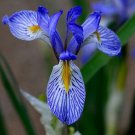 50 Wild Blue Iris Flower Seeds Garden Fresh Seeds