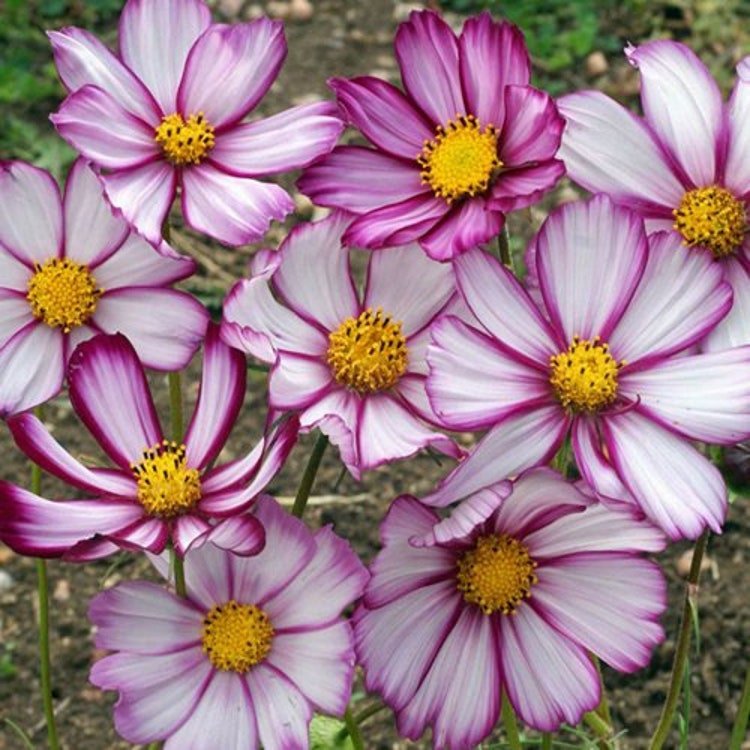 50 Cosmos Sensation Picotee Flower Seeds Garden Fresh Seeds