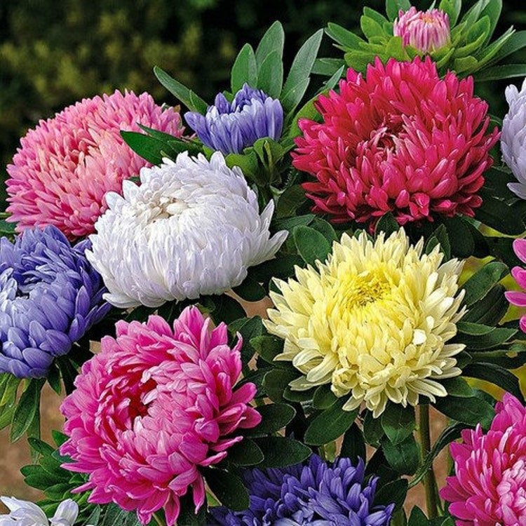 50 Aster Paeony Duchess Mix Flower Seeds Garden Fresh Seeds