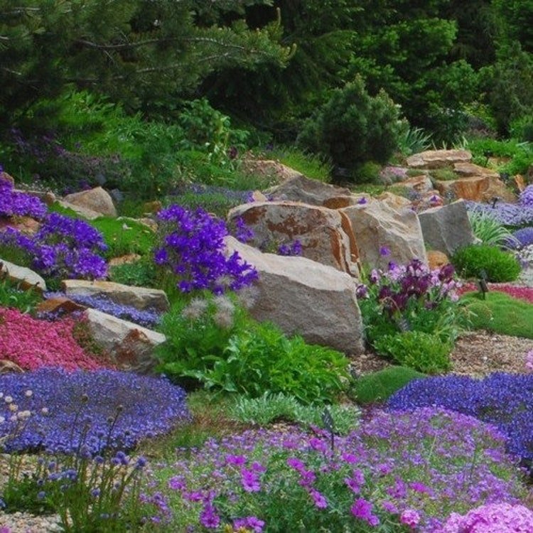 200 Rock Garden Perennials Flower Seeds Garden Fresh Seeds