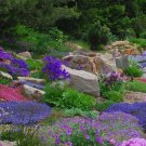 200 Rock Garden Perennials Flower Seeds Garden Fresh Seeds