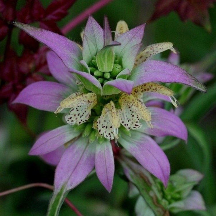 100 Spotted Bee Balm Herb Seeds Garden Fresh Seeds
