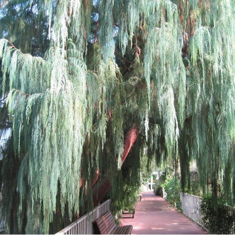 20 Kashmir Weeping Cypress Tree Seeds Garden Fresh Seeds