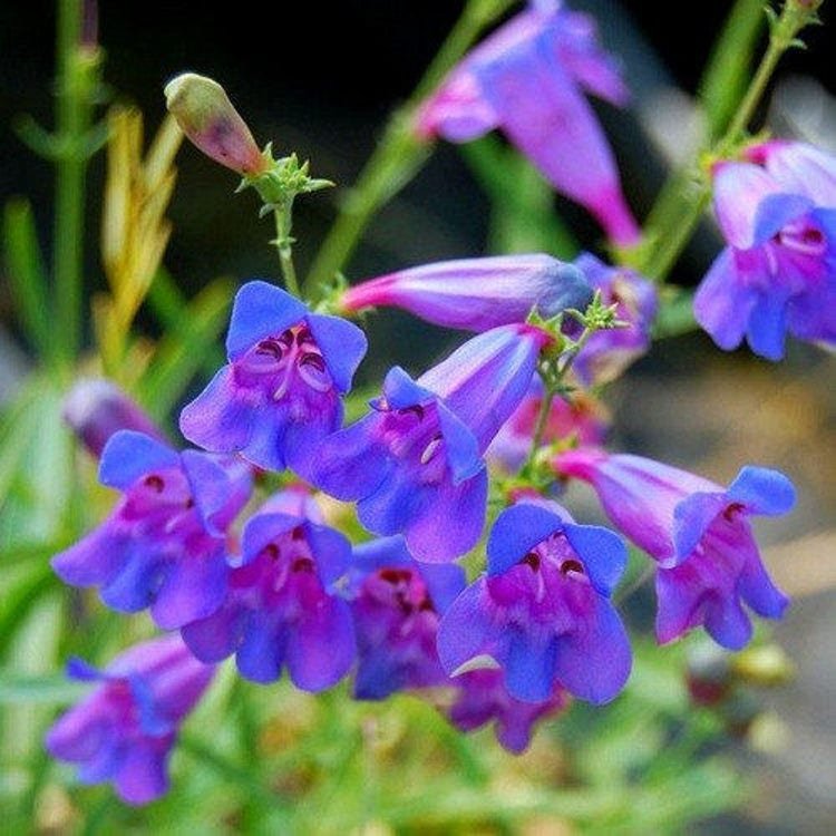 200 Rocky Mountain Penstemon Flower Seeds Garden Fresh Seeds