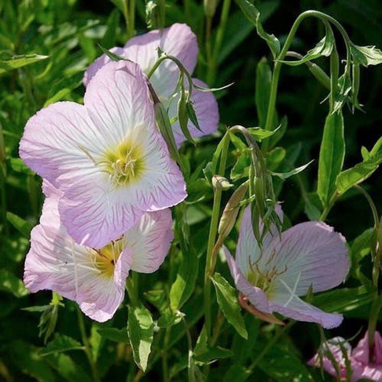 100 Showy Evening Primrose Flower Seeds Garden Fresh Seeds