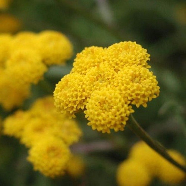 200 Ageratum Yellow Flower Seeds Garden Fresh Seeds