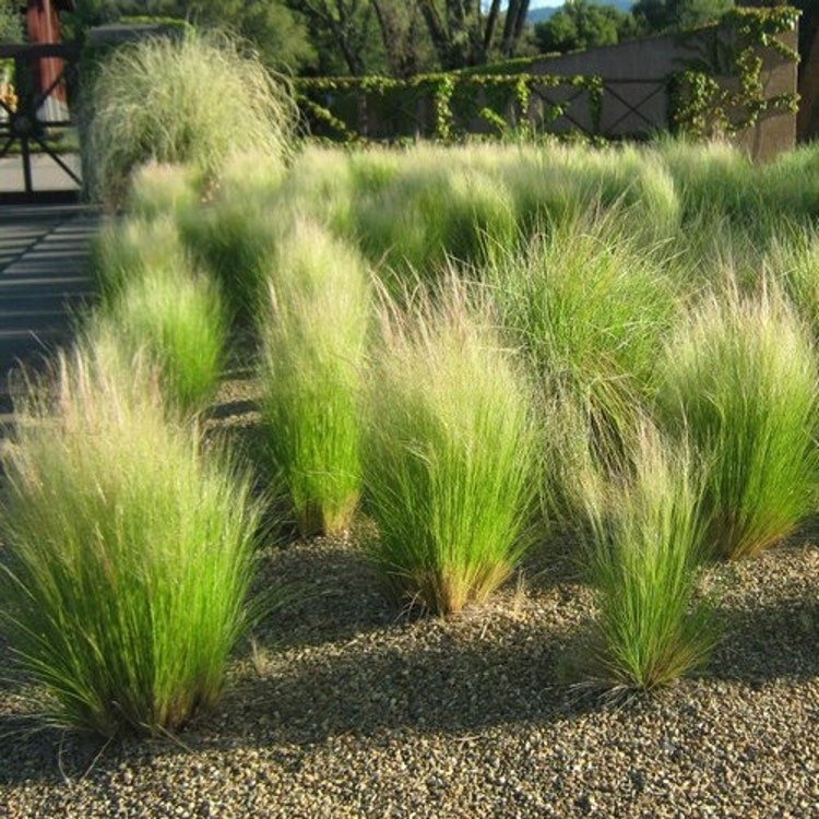 50 Mexican Feather Grass Seeds Garden Fresh Seeds
