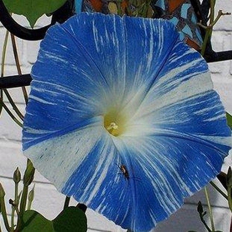 25 Morning Glory Flying Saucers Flower Seeds Garden Fresh Seeds