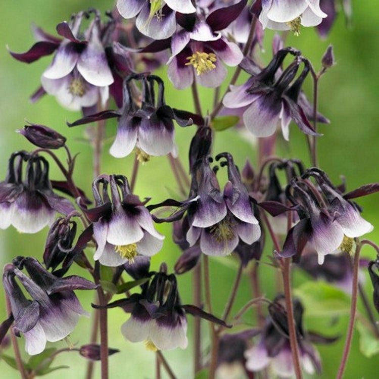 50 Columbine William Guinness Flower Seeds Garden Fresh Seeds