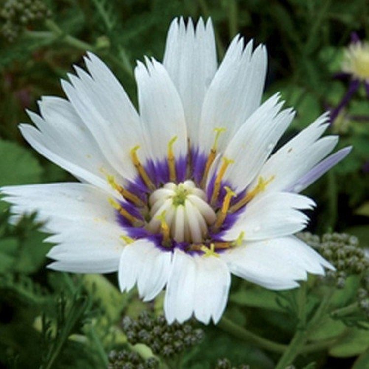 30 Cupid's Dart White Flower Seeds Garden Fresh Seeds