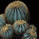 20 Blue Barrel Cactus Seeds Garden Fresh Seeds