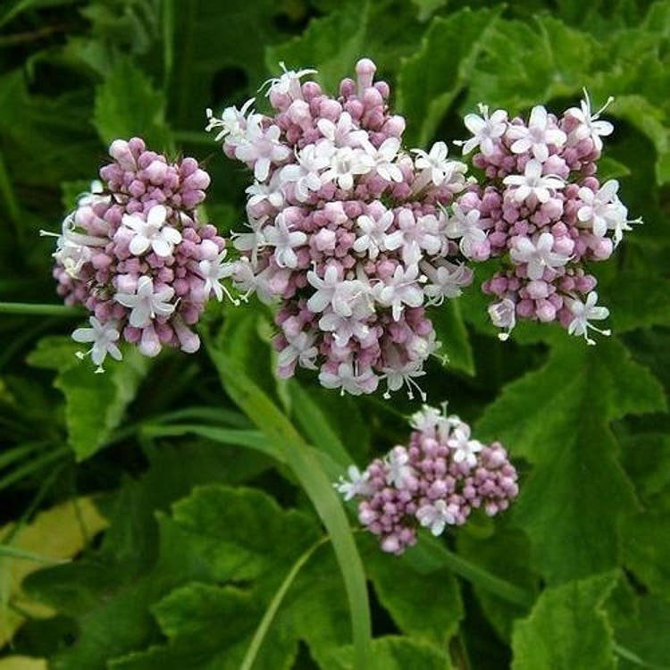 200 Garden Heliotrope Herb Seeds Garden Fresh Seeds