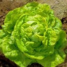 50 Lettuce Butterhead Buttercrunch Vegetable Seeds Garden Fresh Seeds