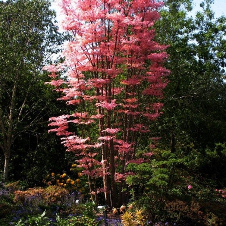 50 Chinese Mahogany Tree Seeds Garden Fresh Seeds
