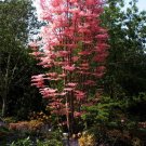 50 Chinese Mahogany Tree Seeds Garden Fresh Seeds