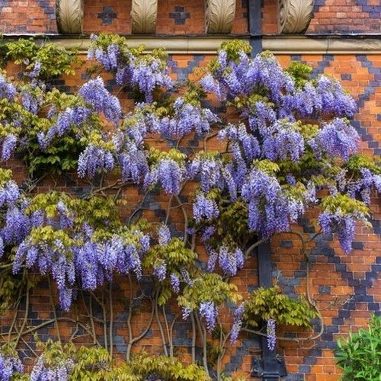 5 Chinese Wisteria Vine Seeds Garden Fresh Seeds