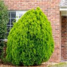 20 Oriental Arborvitae Tree Seeds Garden Fresh Seeds