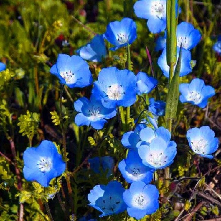 50 Baby Blue Eyes Flower Seeds Garden Fresh Seeds