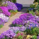 50 Rockcress Cascading Mix Flower Seeds Garden Fresh Seeds
