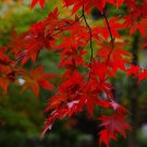 15 Red Maple Tree Seeds Garden Fresh Seeds