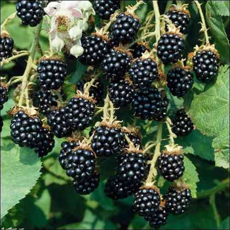 50 Blackberry Bush Seeds Garden Fresh Seeds