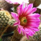 20 Webster's Hedgehog Cactus Seeds Garden Fresh Seeds