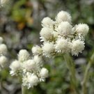 50 Antennaria Pussytoes White Flower Seeds Garden Fresh Seeds