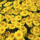 200 Marguerite Daisy Yellow Flower Seeds Garden Fresh Seeds